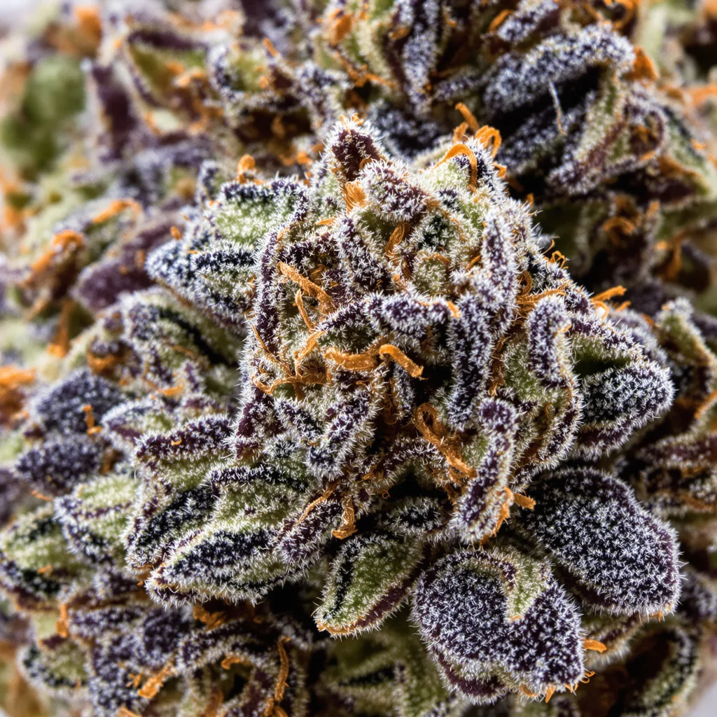 Black Demon OG cannabis bud close-up showing dense purple-tinged calyxes