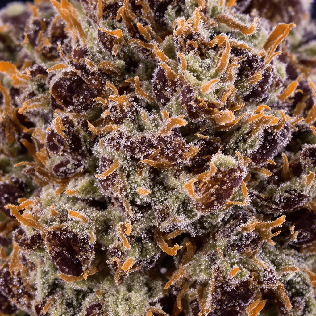 Black Domina cannabis bud close-up showing dense purple-tinged calyxes