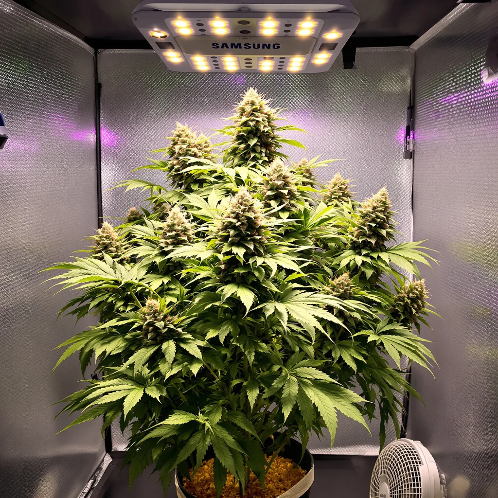 Black Tuna cannabis plant in flowering stage — 90-130 cm feminised