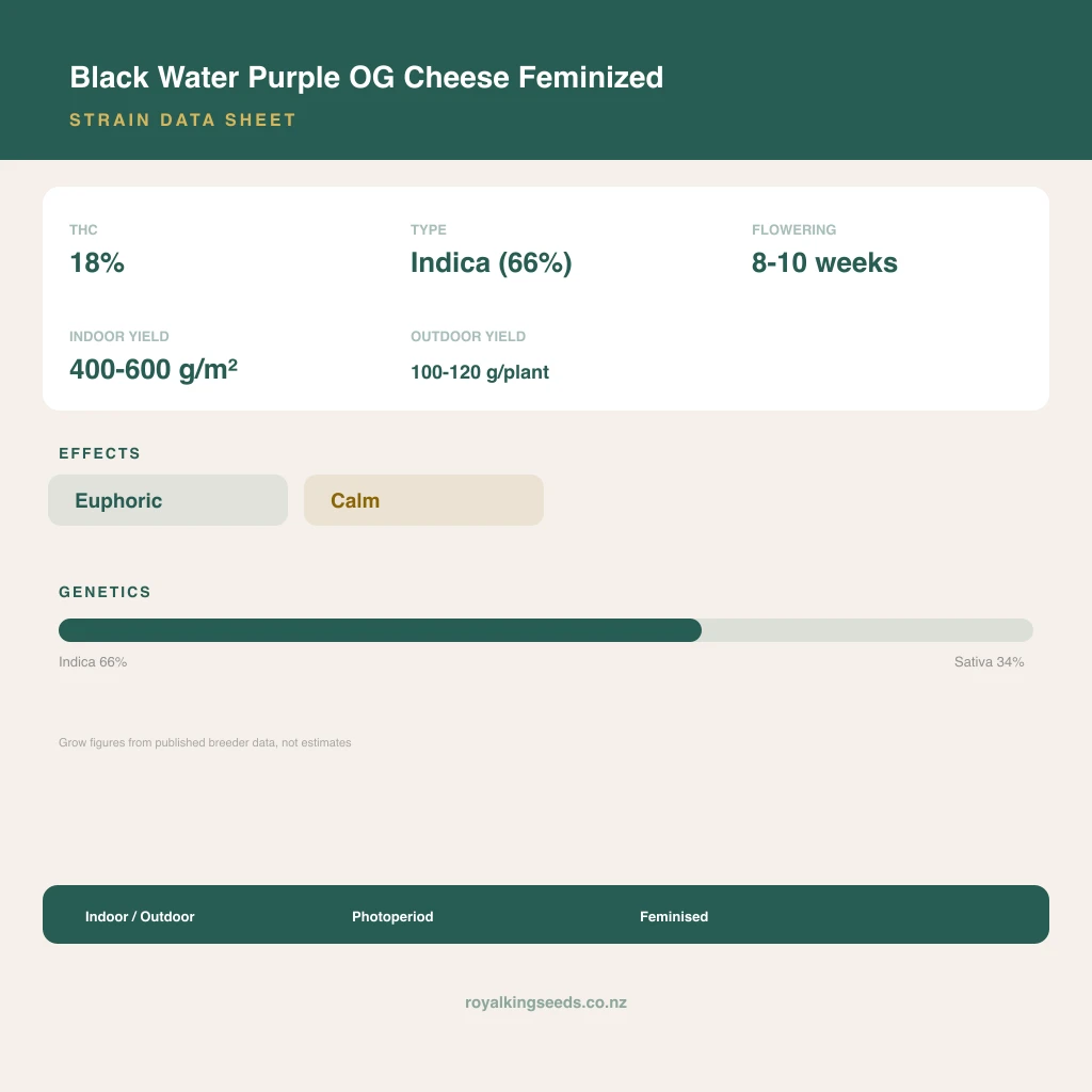 Black Water Purple OG Cheese 66% indica / 34% sativa flower with visible trichomes