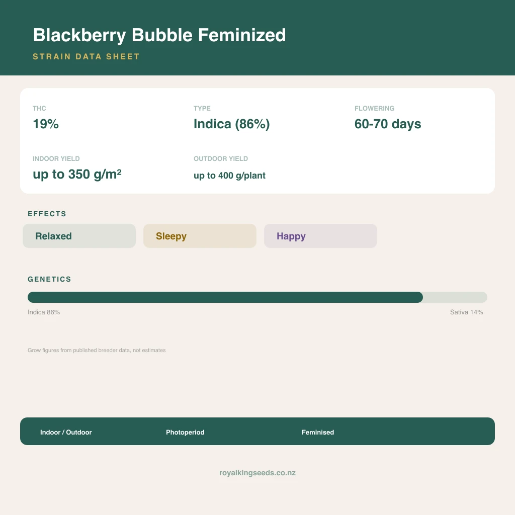 Blackberry Bubble 86% indica / 14% sativa flower with visible trichomes
