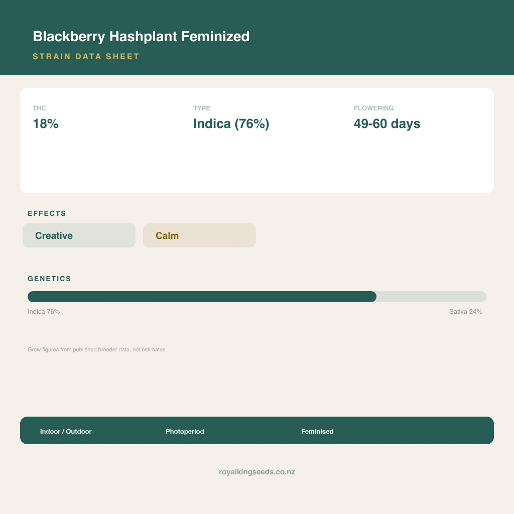 Blackberry Hashplant 76% indica / 24% sativa flower with visible trichomes