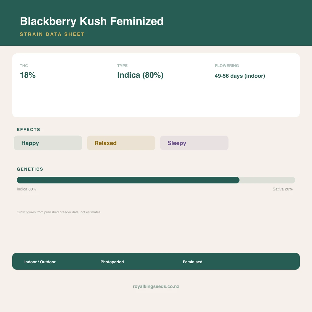 Blackberry Kush 80% indica / 20% sativa flower with visible trichomes