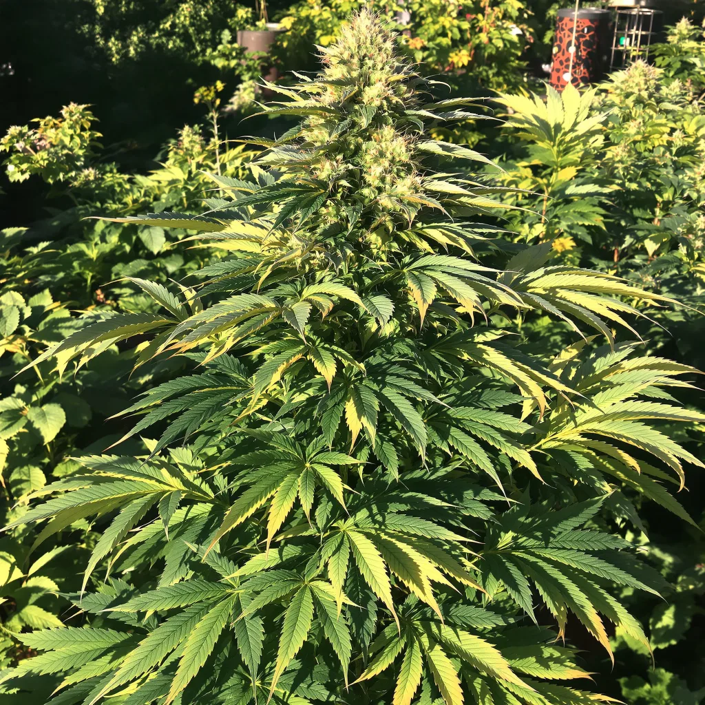 Blackberry Rhino 74% indica / 26% sativa flower with visible trichomes