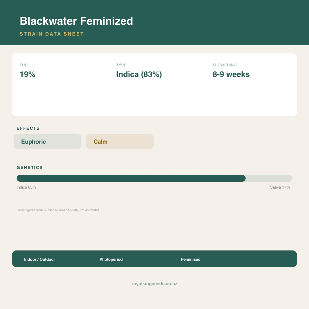Blackwater 83% indica / 17% sativa flower with visible trichomes