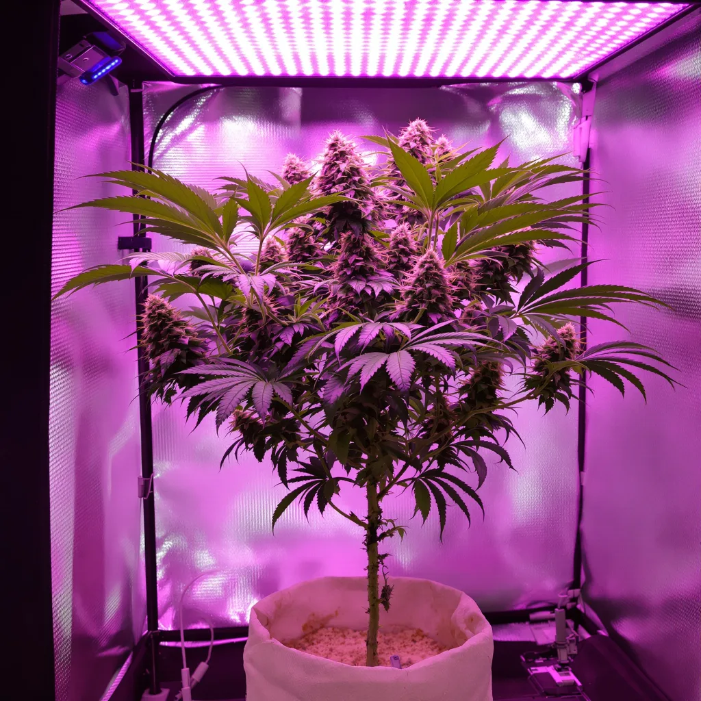 Blue Alien cannabis plant in flowering stage — 90-130 cm feminised