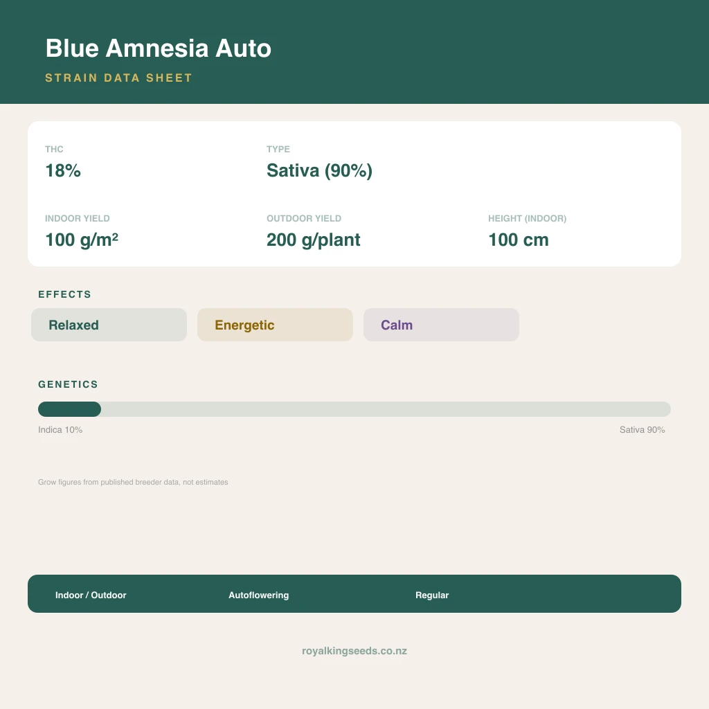 Blue Amnesia 10% indica / 90% sativa flower with visible trichomes