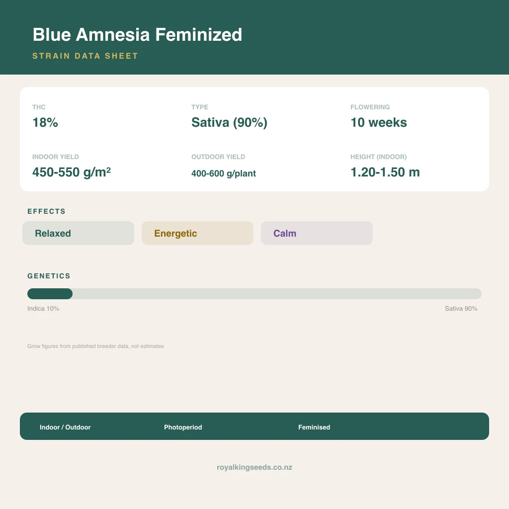 Blue Amnesia 10% indica / 90% sativa flower with visible trichomes