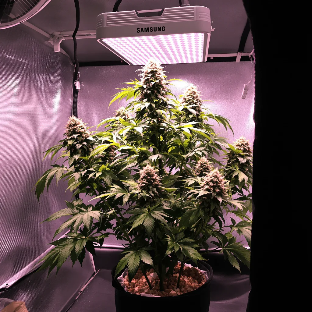 Blue Blood cannabis plant in flowering stage — 90-130 cm feminised