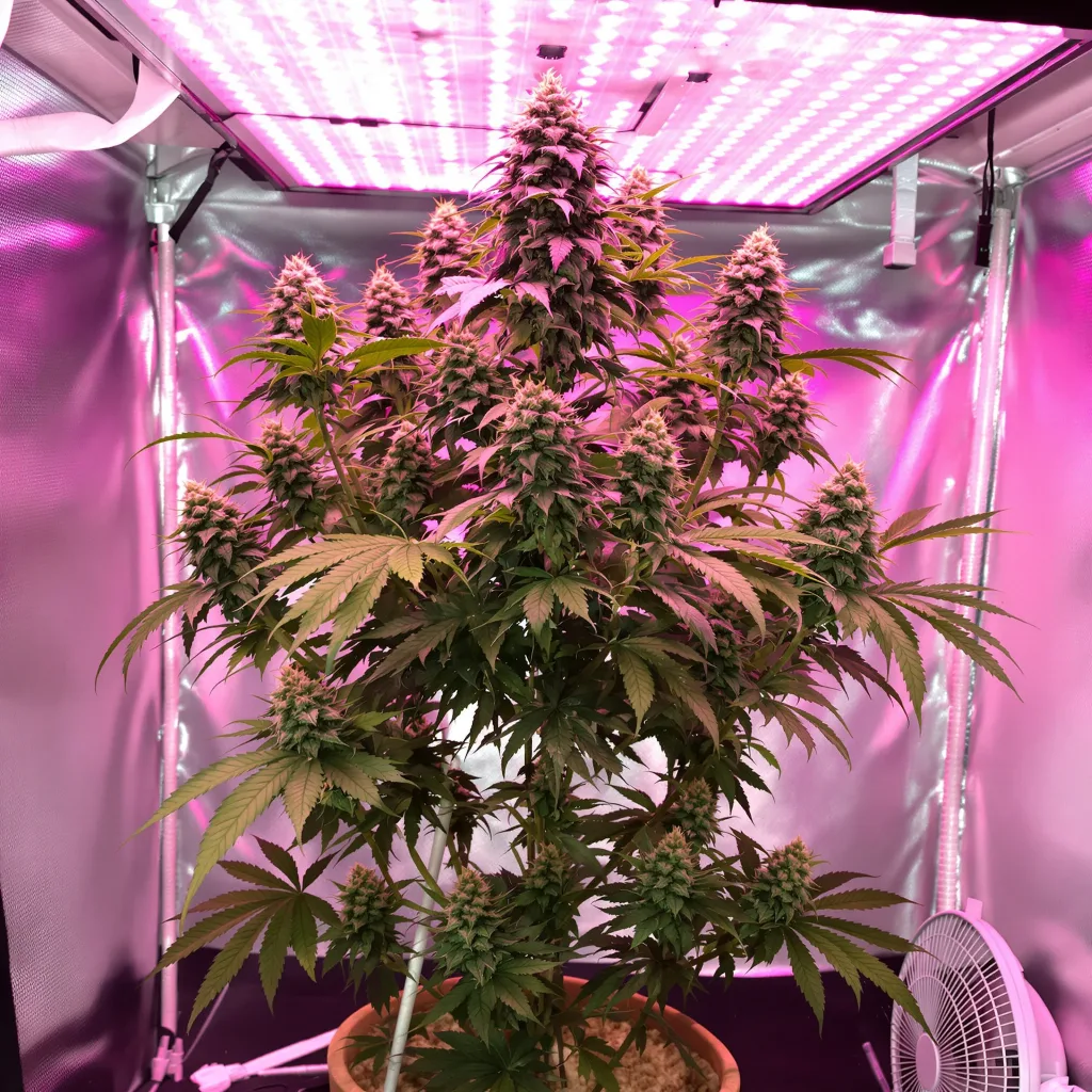 Blue Cheese cannabis plant in flowering stage — 80-100 cm autoflower