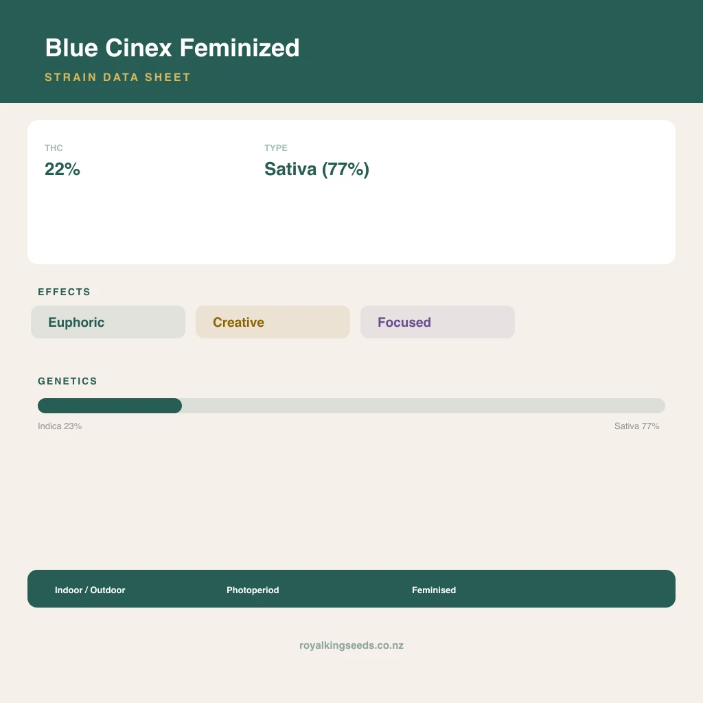 Blue Cinex 23% indica / 77% sativa flower with visible trichomes