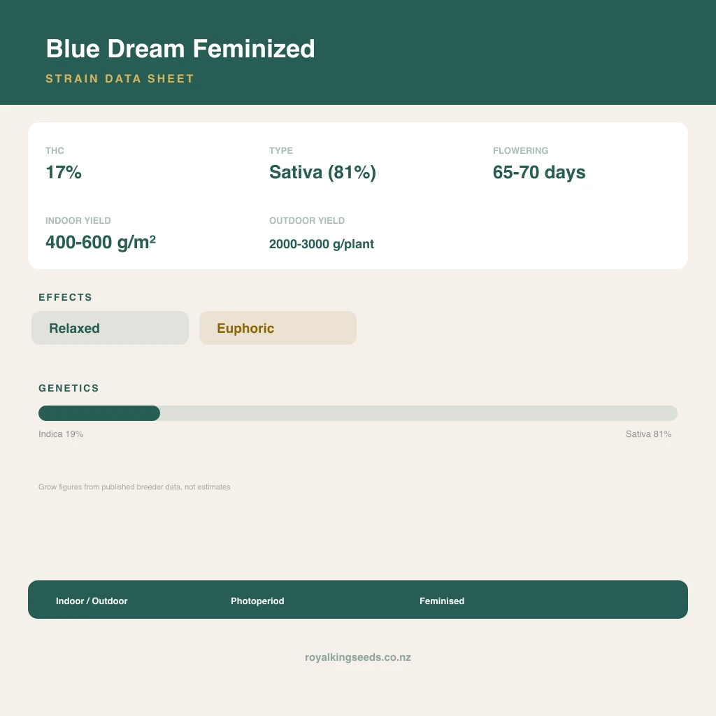 Blue Dream 19% indica / 81% sativa flower with visible trichomes