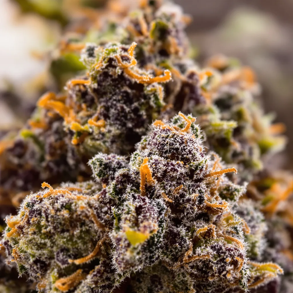 Blue God cannabis bud close-up showing dense purple-tinged calyxes