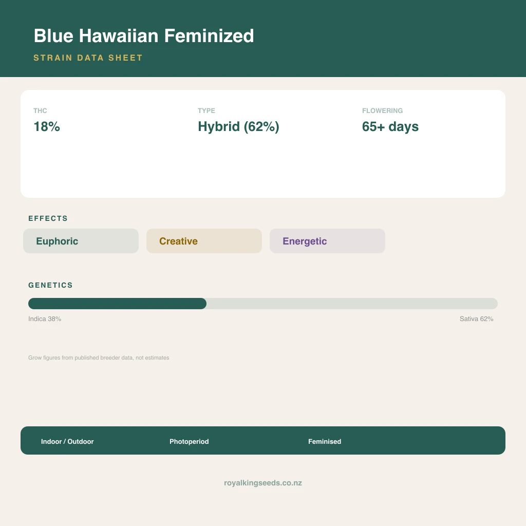Blue Hawaiian 38% indica / 62% sativa flower with visible trichomes