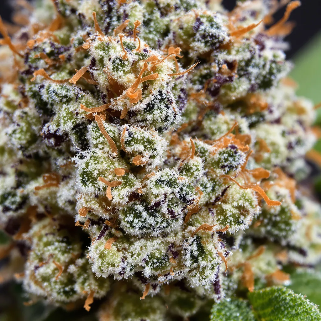 Blue Hawaiian cannabis bud close-up showing open-bud structure with orange pistils