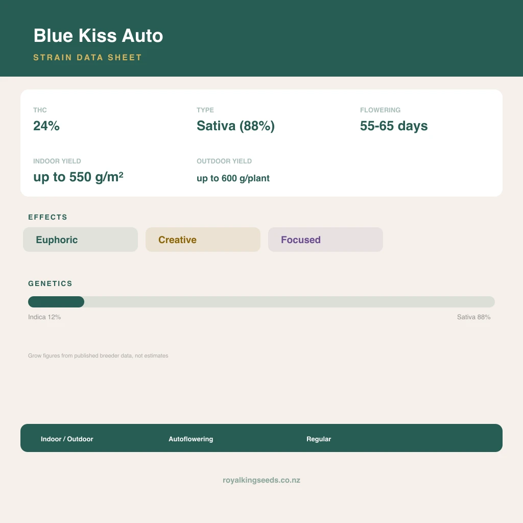 Blue Kiss 12% indica / 88% sativa flower with visible trichomes