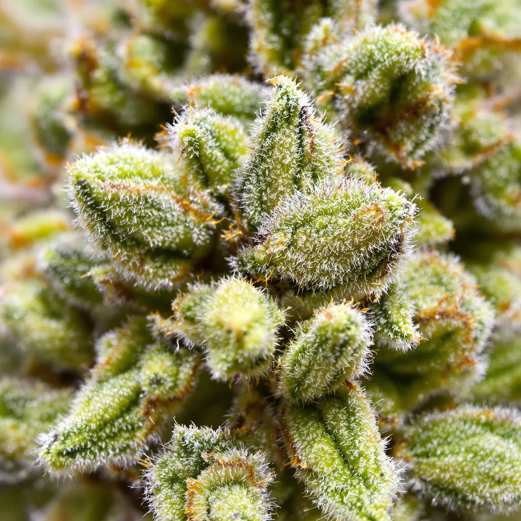 Blue Kiss cannabis bud close-up showing lime-green airy structure