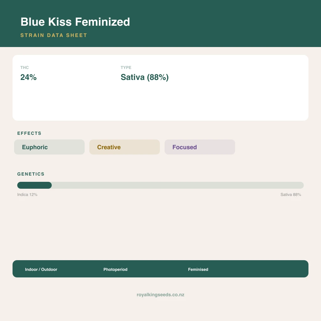 Blue Kiss 12% indica / 88% sativa flower with visible trichomes