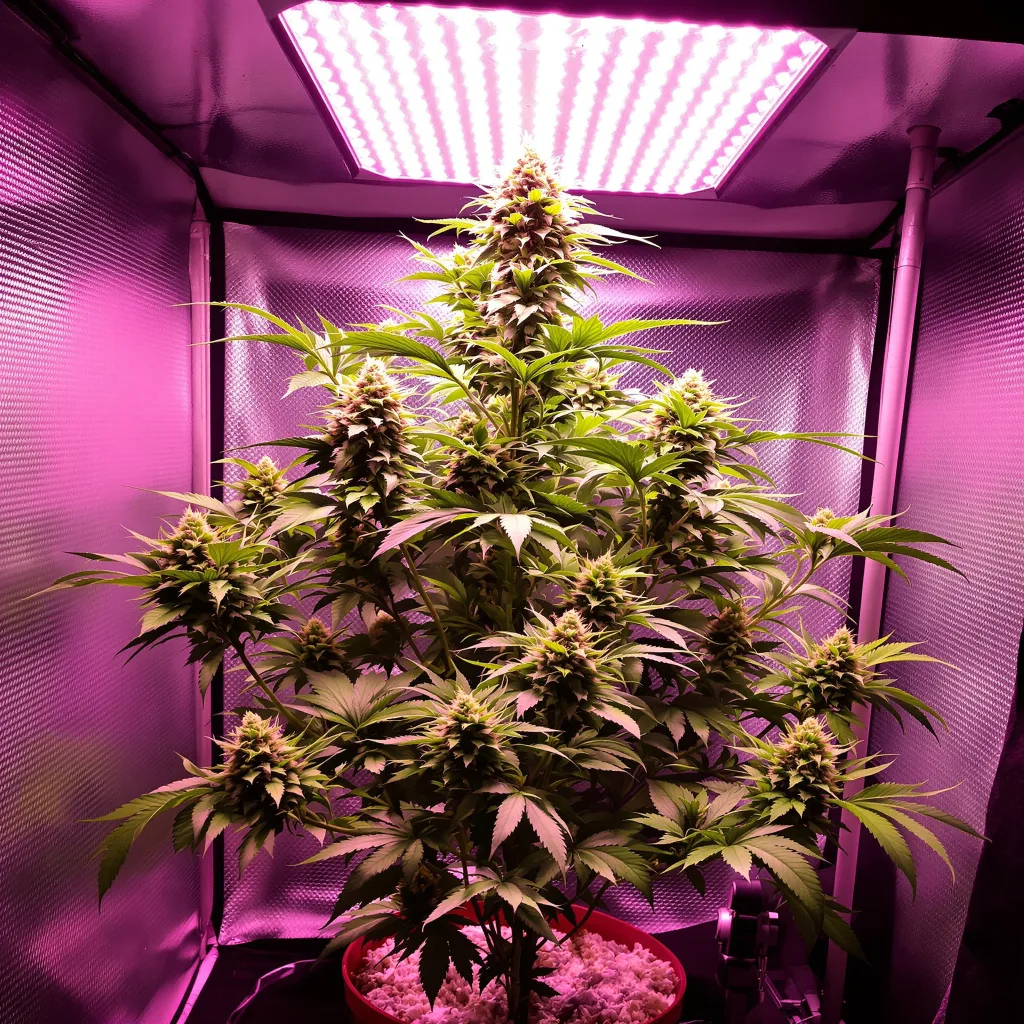Blue Lights cannabis plant in flowering stage — 90-130 cm feminised