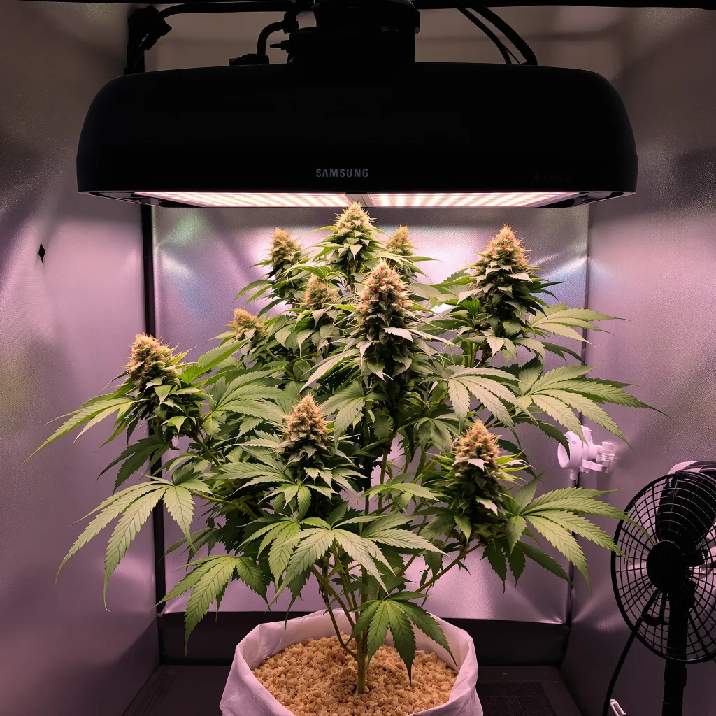 Blue Ox cannabis plant in flowering stage — 90-130 cm feminised