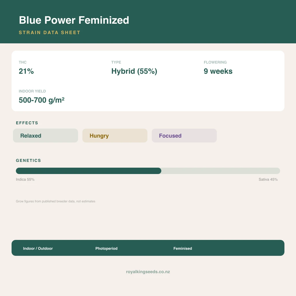 Blue Power 55% indica / 45% sativa flower with visible trichomes