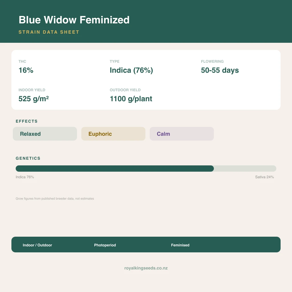 Blue Widow 76% indica / 24% sativa flower with visible trichomes