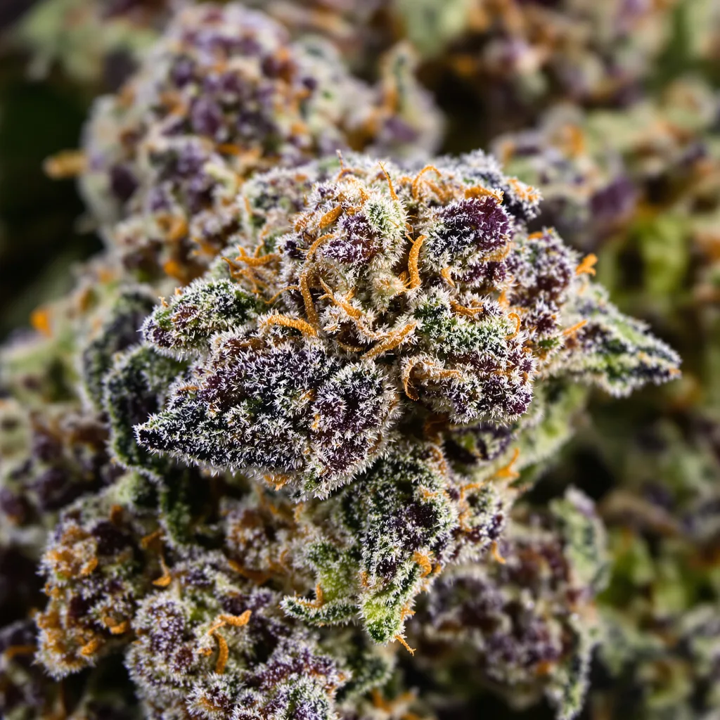 Blue Zkittlez cannabis bud close-up showing dense purple-tinged calyxes