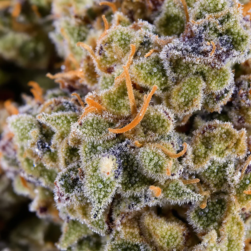 Blue Zushi cannabis bud close-up showing open-bud structure with orange pistils