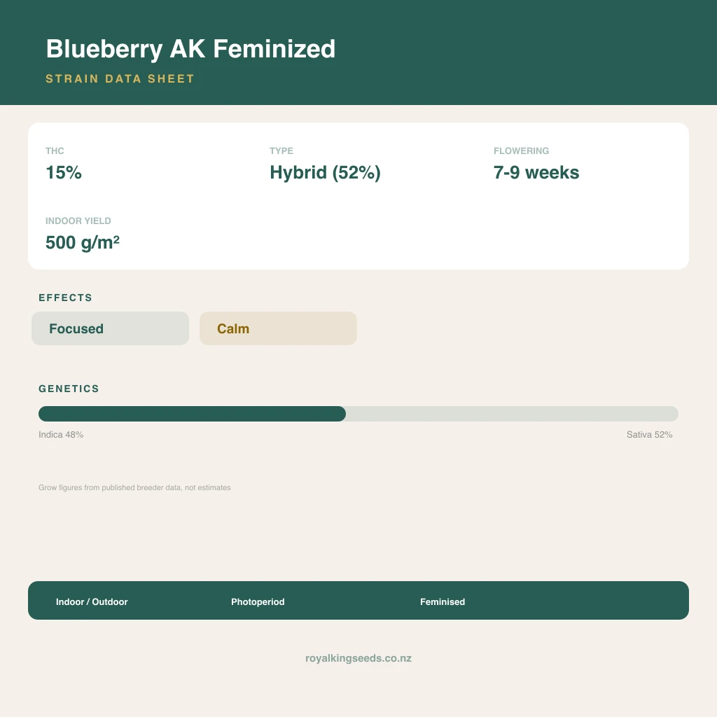Blueberry AK 48% indica / 52% sativa flower with visible trichomes