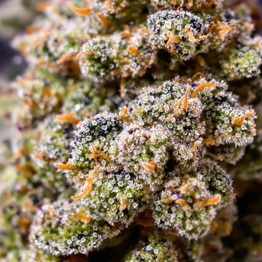 Blueberry AK cannabis bud close-up showing balanced bud structure with frosted trichomes