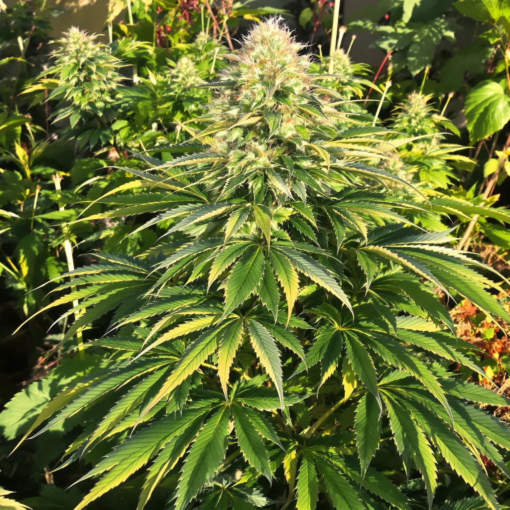 Blueberry Badazz OG 78% indica / 22% sativa flower with visible trichomes