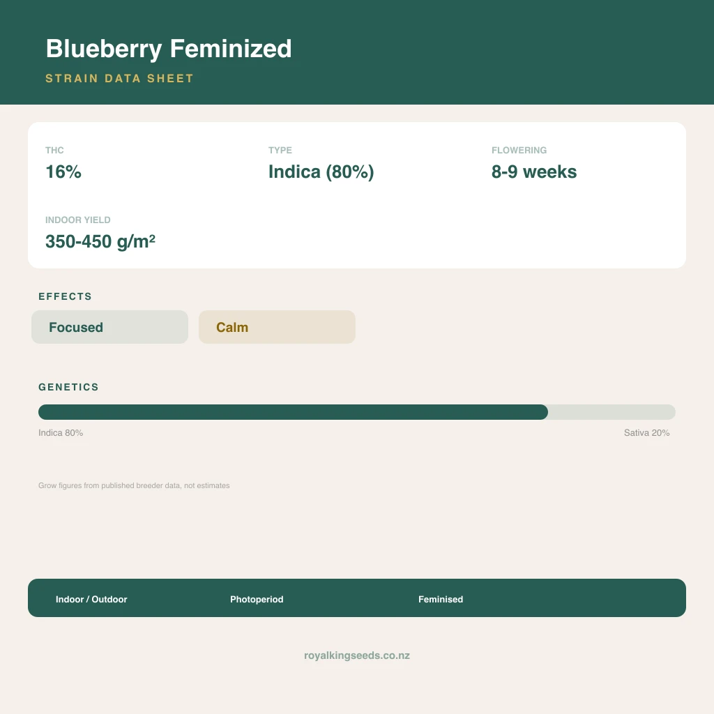 Blueberry 80% indica / 20% sativa flower with visible trichomes