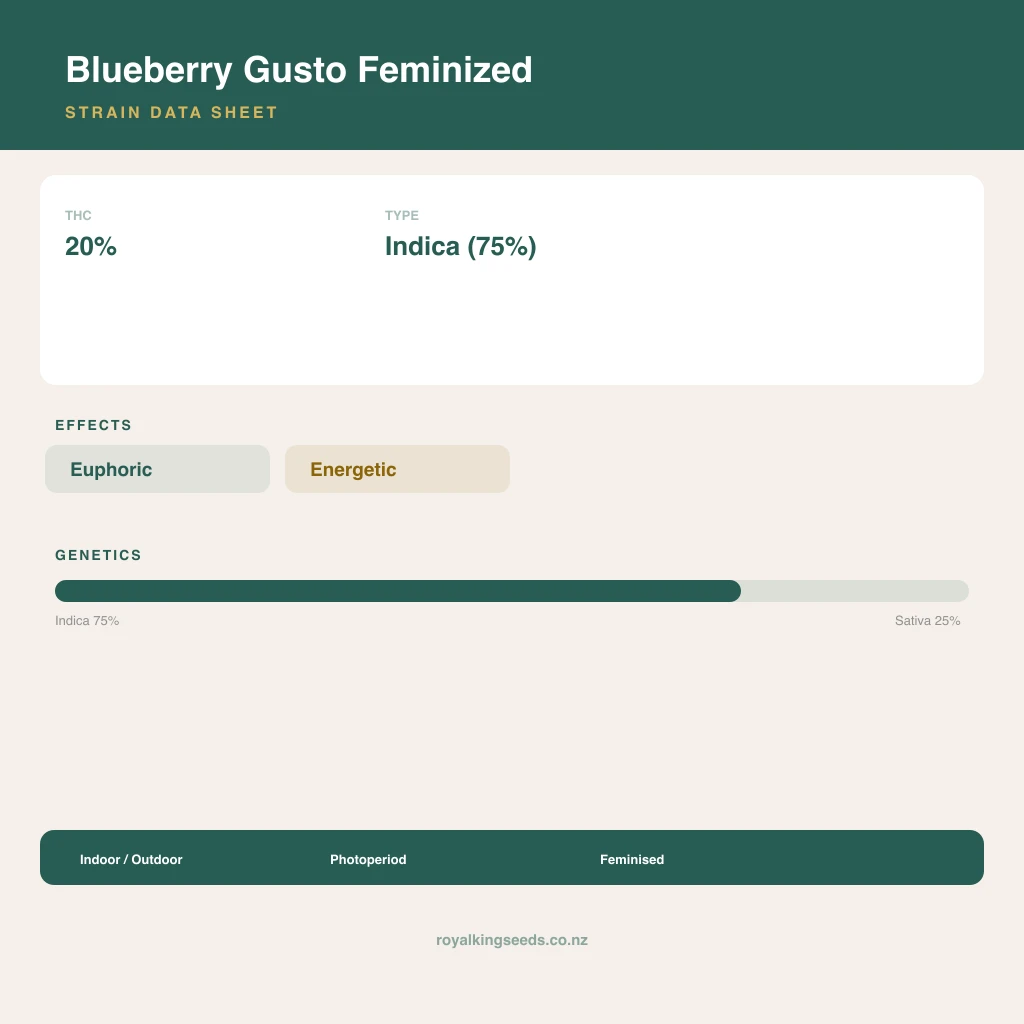 Blueberry Gusto 75% indica / 25% sativa flower with visible trichomes