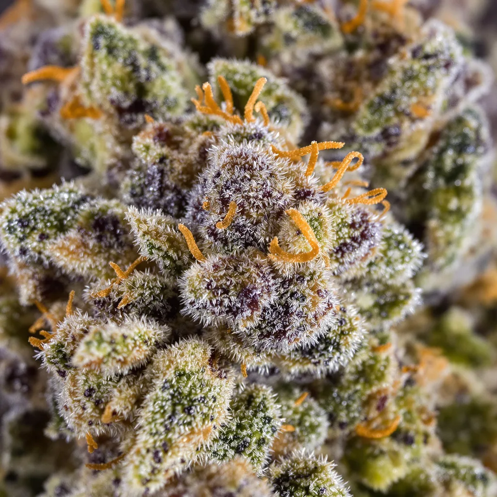 Blueberry Gusto cannabis bud close-up showing dense purple-tinged calyxes