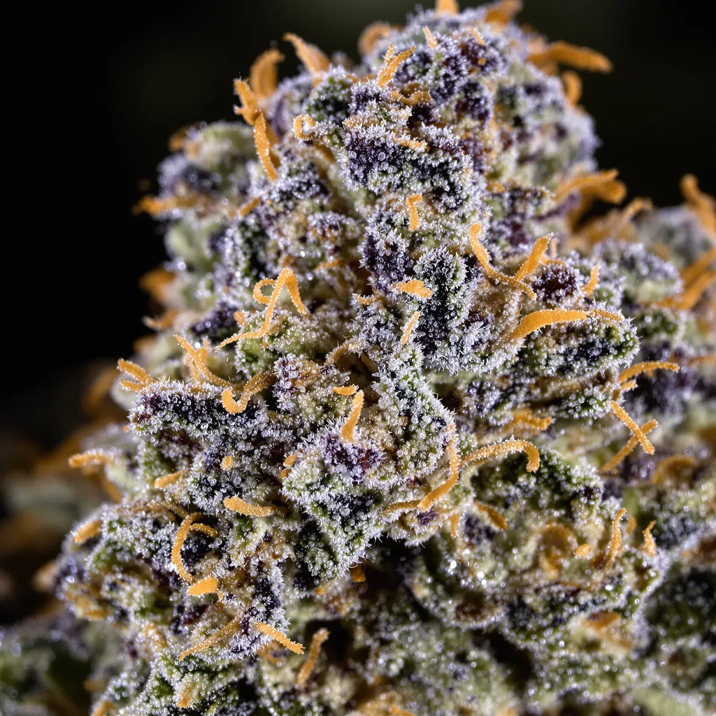 Blueberry Milk cannabis bud close-up showing dense purple-tinged calyxes