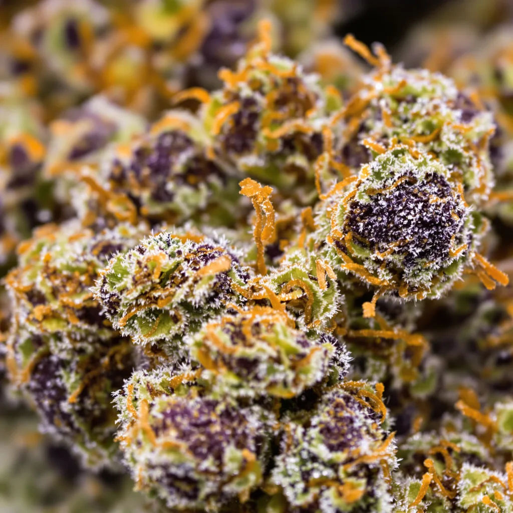 Blueberry Skunk cannabis bud close-up showing dense purple-tinged calyxes