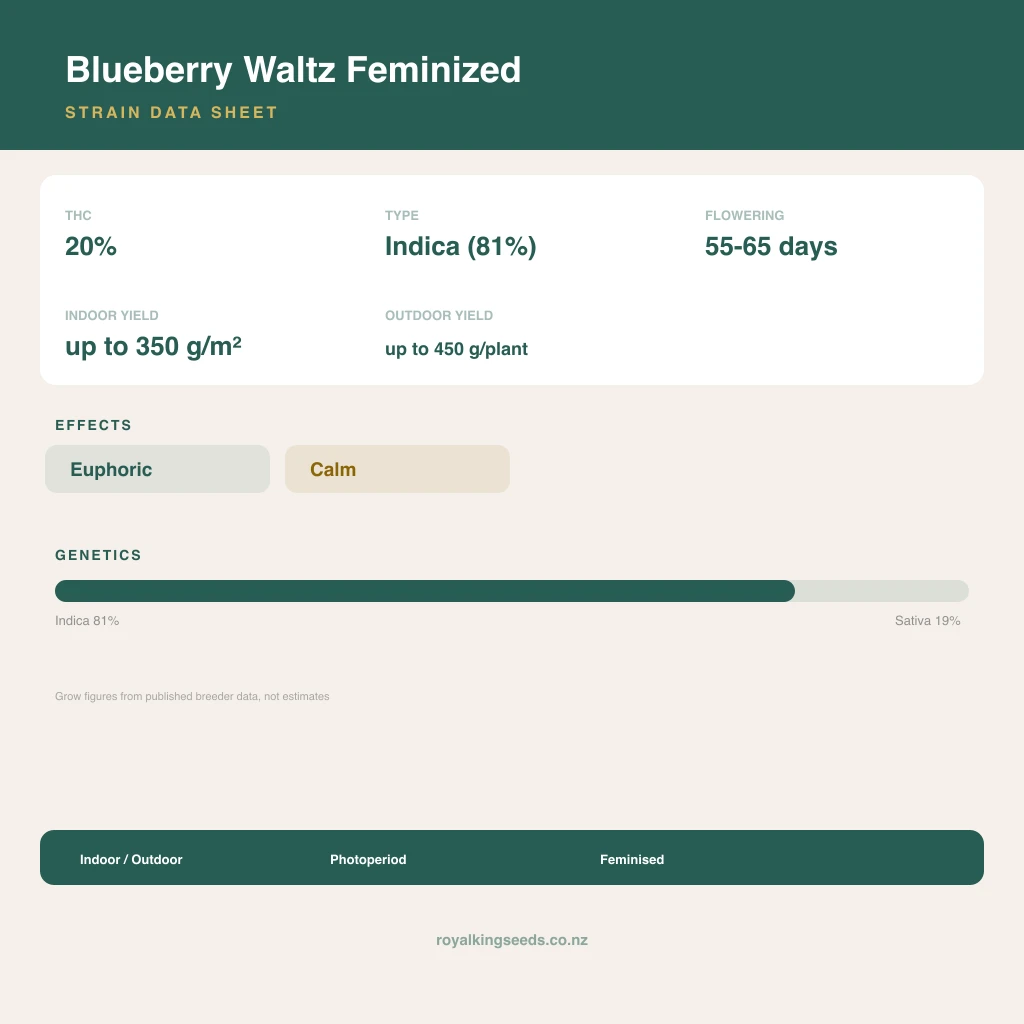 Blueberry Waltz 81% indica / 19% sativa flower with visible trichomes