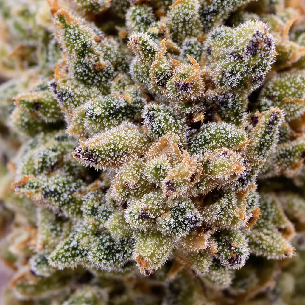 Blueberry Yum Yum cannabis bud close-up showing open-bud structure with orange pistils