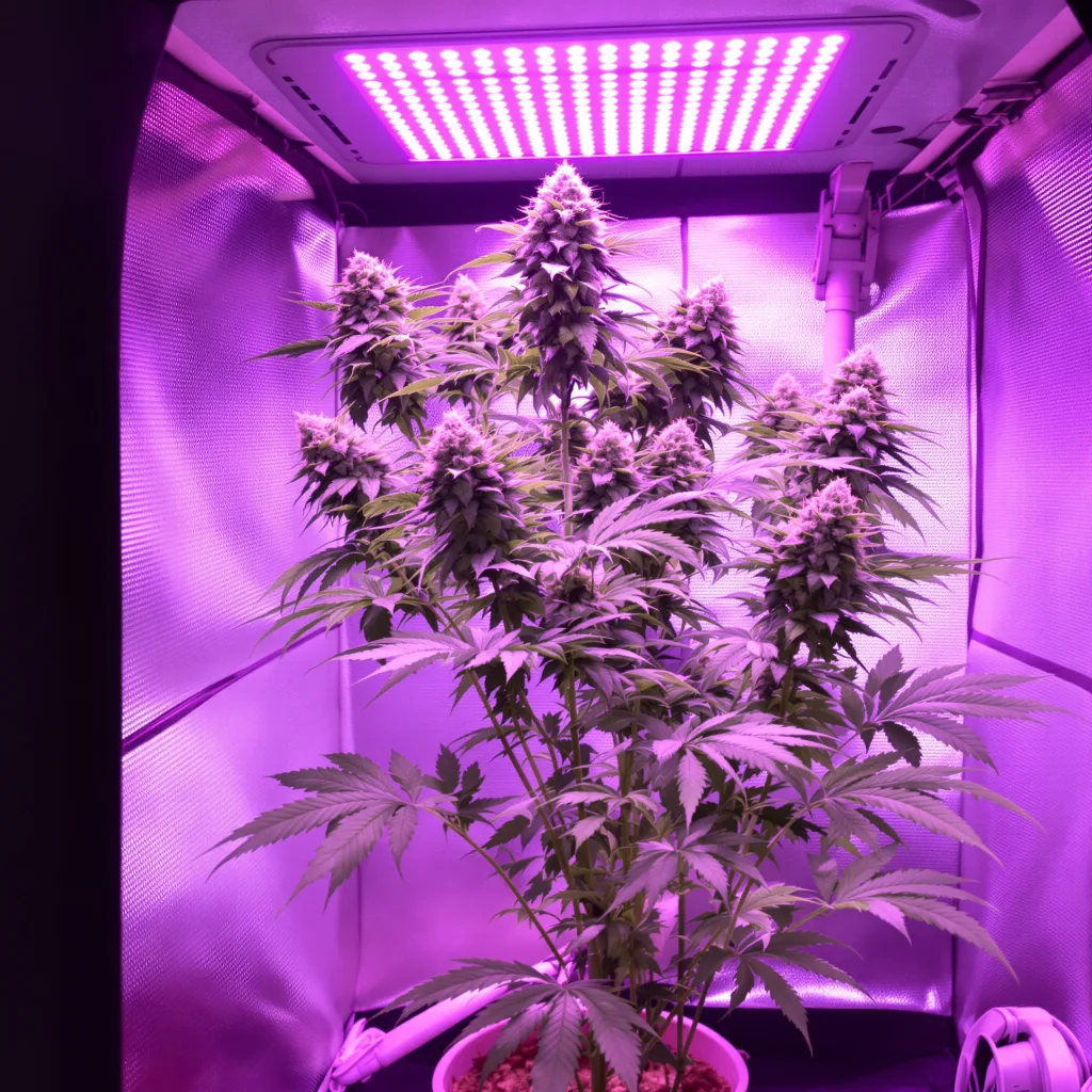 Bogart cannabis plant in flowering stage — 120-180 cm feminised