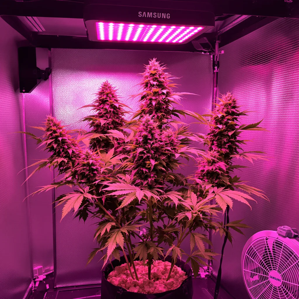 Bubblegum cannabis plant in flowering stage — 120-180 cm feminised