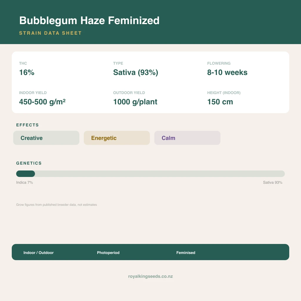 Bubblegum Haze 7% indica / 93% sativa flower with visible trichomes