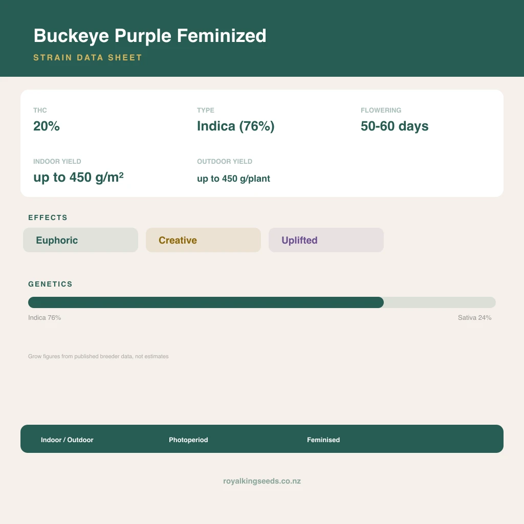 Buckeye Purple 76% indica / 24% sativa flower with visible trichomes