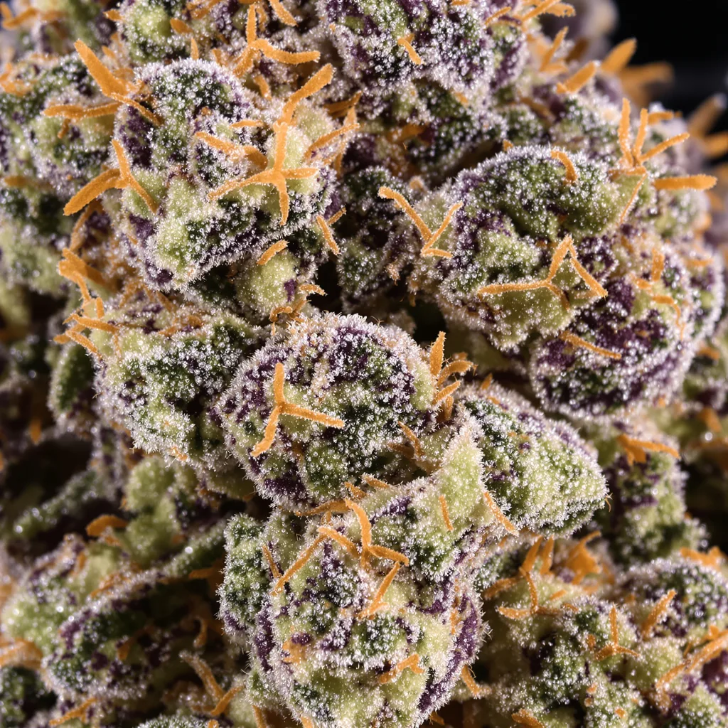Buckeye Purple cannabis bud close-up showing dense purple-tinged calyxes