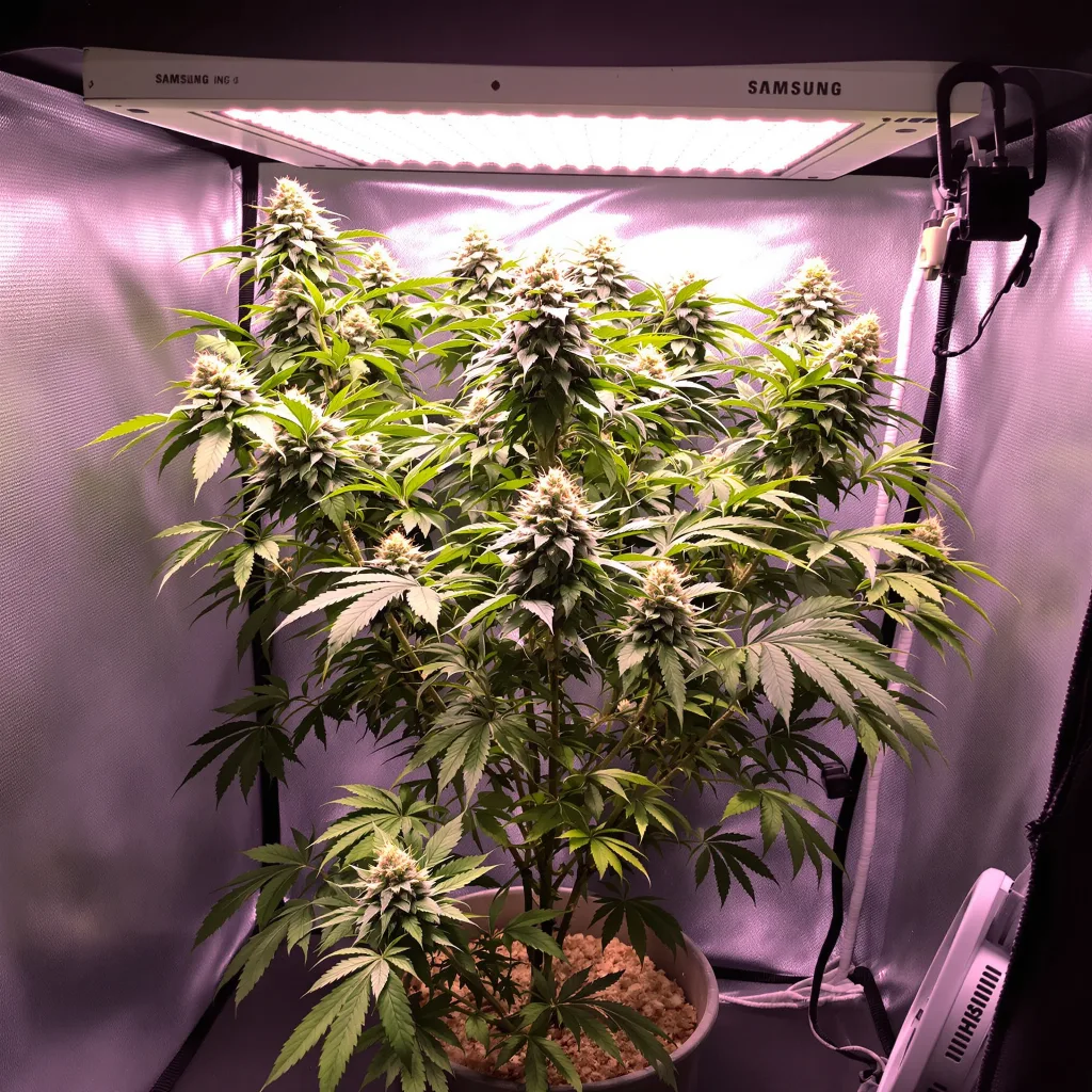 Buddha Tahoe cannabis plant in flowering stage — 90-130 cm feminised
