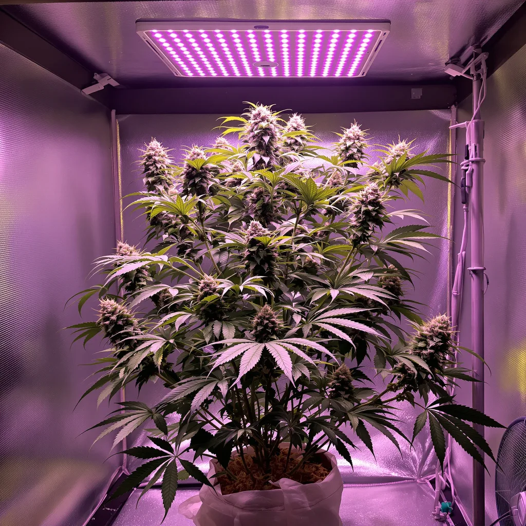 Burkle cannabis plant in flowering stage — 60-100 cm autoflower