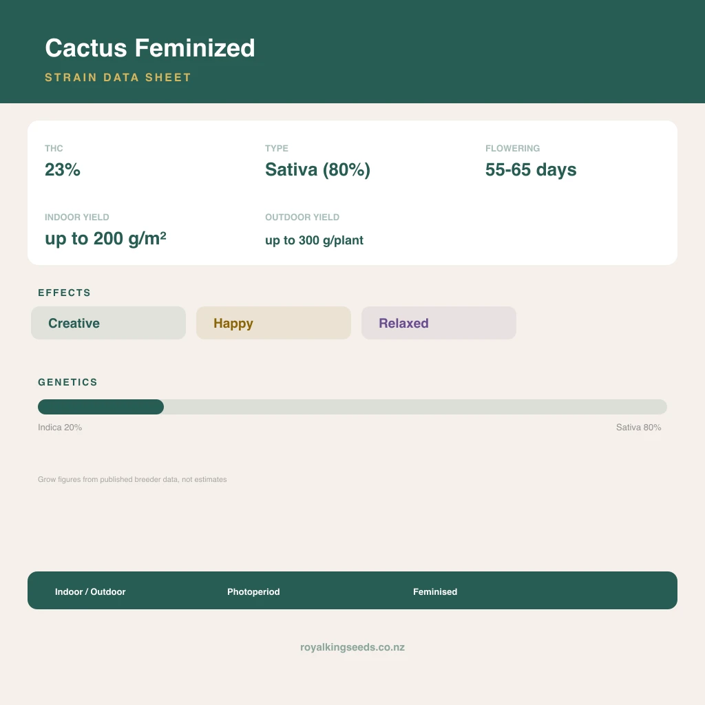 Cactus 20% indica / 80% sativa flower with visible trichomes