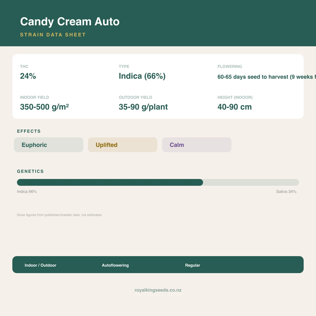 Candy Cream 66% indica / 34% sativa flower with visible trichomes