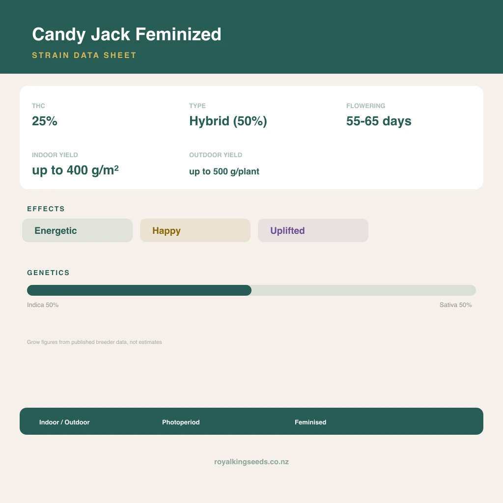 Candy Jack 50% indica / 50% sativa flower with visible trichomes