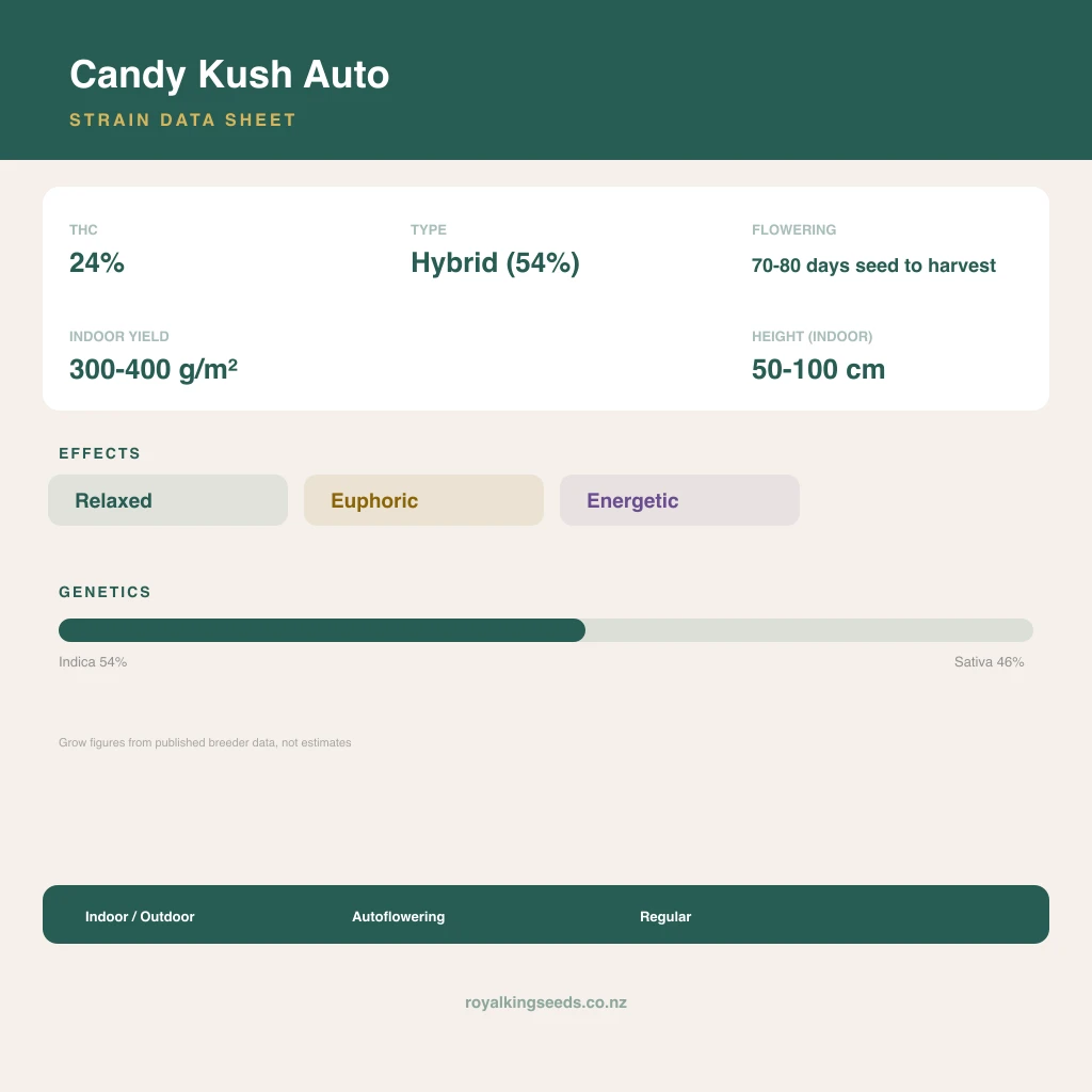 Candy Kush 54% indica / 46% sativa flower with visible trichomes