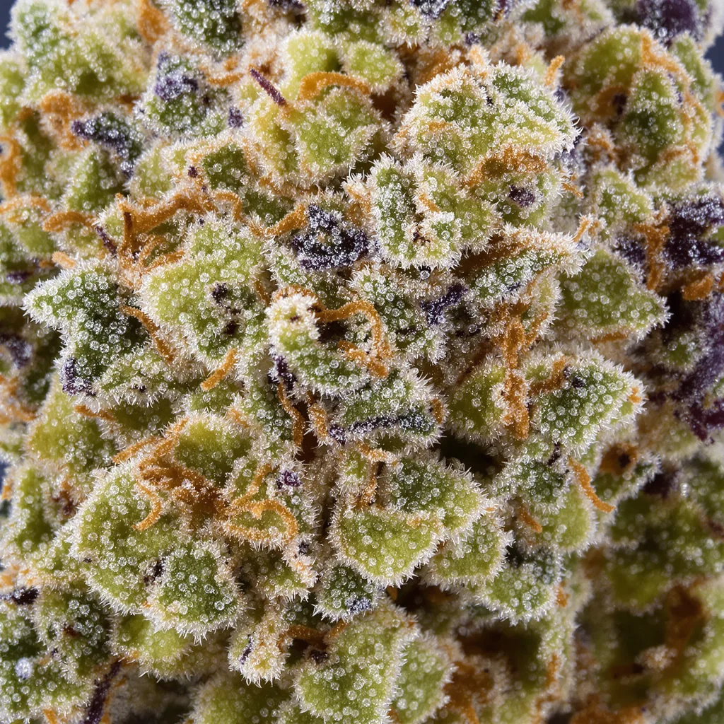 Canna-Tsu Kush cannabis bud close-up showing balanced bud structure with frosted trichomes